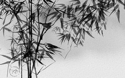 Bamboo