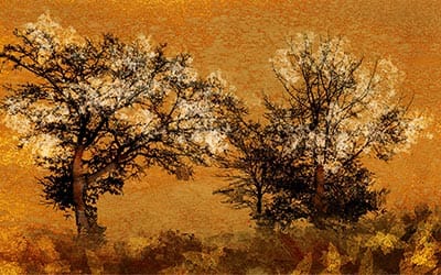 Carving